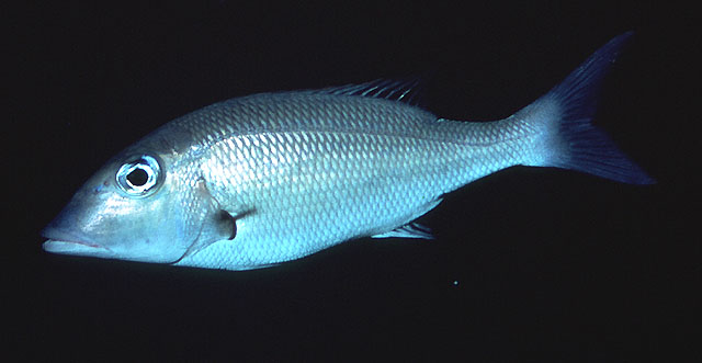 Lethrinus variegatus